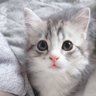 バランス profil fotoğrafı