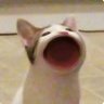 Profilbild von BtcExplorer