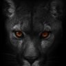 drrh profil fotoğrafı