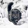 Зимний кот 的头像