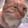 Profilbild von sacola da mubi ᵐᵃʸʰᵉᵐ