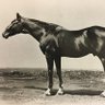 Profilbild von Save Horse Racing