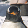 Takapo⋈'s profile picture