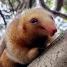 Profilbild von silky_anteater