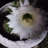 Фото профиля Catalina