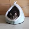 Фото профиля Carme CAT II*II 🏴🇮🇱🌟😻🐾