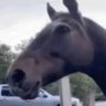 Фото профиля alerted horse