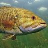 Based Smallmouth Bass's profile picture