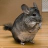 Profilbild von Chinchilla