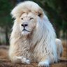 Фото профиля Terfa Raphael tersugh