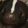 funky🦨 的头像