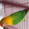 paino's profile picture