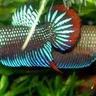 Ikan Laga's profile picture