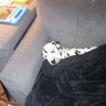 Sleeping Dalmatian's profile picture