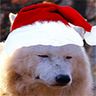 Profilbild von Dog With a Christmas Hat