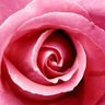 Profilbild von Rose Florian