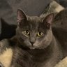 Cyn Weaver's profile picture