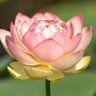 Nguyên Nguyễn's profile picture