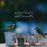 Profilbild von Muhammad Shahid