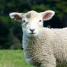 よこたん(最強)🤮🐏🍖 さよなら武道館いくよぅ! 的头像