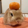 Profilbild von ちょっとかわいい🐰🐰