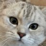 Chenming Guo's profile picture