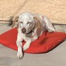 Profilbild von fosterthedogs