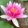 Lotus88 的头像