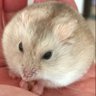 Фото профиля 筋肉ズキ