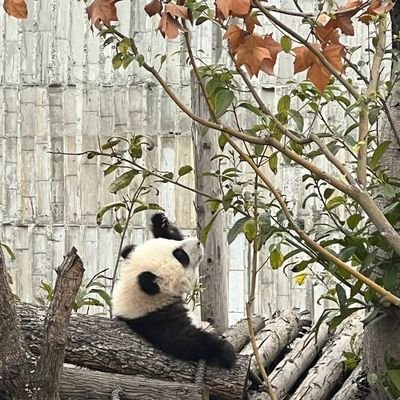 xia_lemon's profile picture