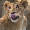 Daniel K.'s profile picture