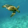 Lili la tortue🌺's profile picture