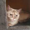 milaTheCat's profile picture