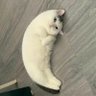 りよう's profile picture
