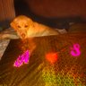 Profilbild von Ashi Ashish