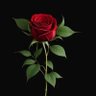 Karima Sagaa's profile picture