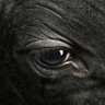 bullz profil fotoğrafı