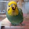 ななのかいぬし☘️ profil fotoğrafı