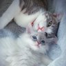 随便啦 profil fotoğrafı