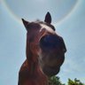 くろこだいる's profile picture
