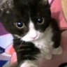 Meow profil fotoğrafı
