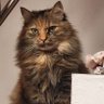 Andreja Berzelak profil fotoğrafı