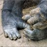 Profilbild von GorillaToes101