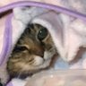 Profilbild von saki-mama