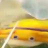 Deef's profile picture