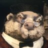 Profilbild von Mr. Badger