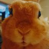 ポロン&ブッキー's profile picture