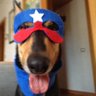 tr!xy 23(COMMS OPEN!)'s profile picture
