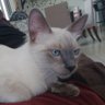 Luiz Fernando Thomaz's profile picture