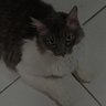 Cleibinho2000's profile picture